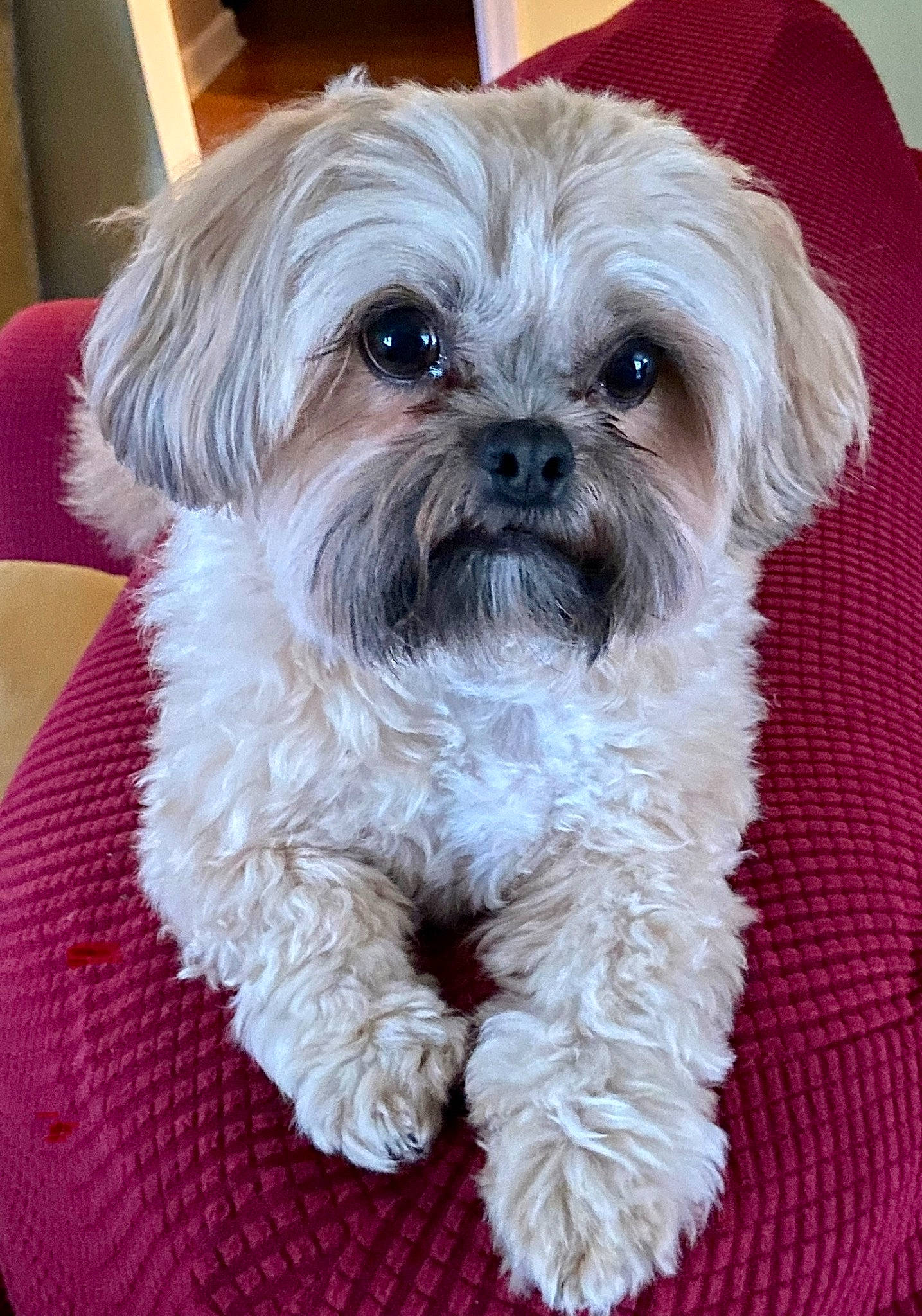 Mojo is registered to the contest to win money with this photo: canidae, carnivore, companion_dog, dog, dog_breed, dog_supply, fawn, fur, hair, head, liver, mal_shi, shih_poo, shih_tzu, small_terrier, snout, sporting_group, terrier, toy_dog, working_animal