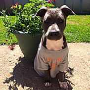 Magic Blue participe au concours pour gagner de l'argent avec cette photo : puppy, dog, tshirt, plant, flower, pot, outdoor, sunlight, shadow, concrete, grass, fence, pet, young_dog, curious, sitting, greenery, yard, nature, casual_clothing