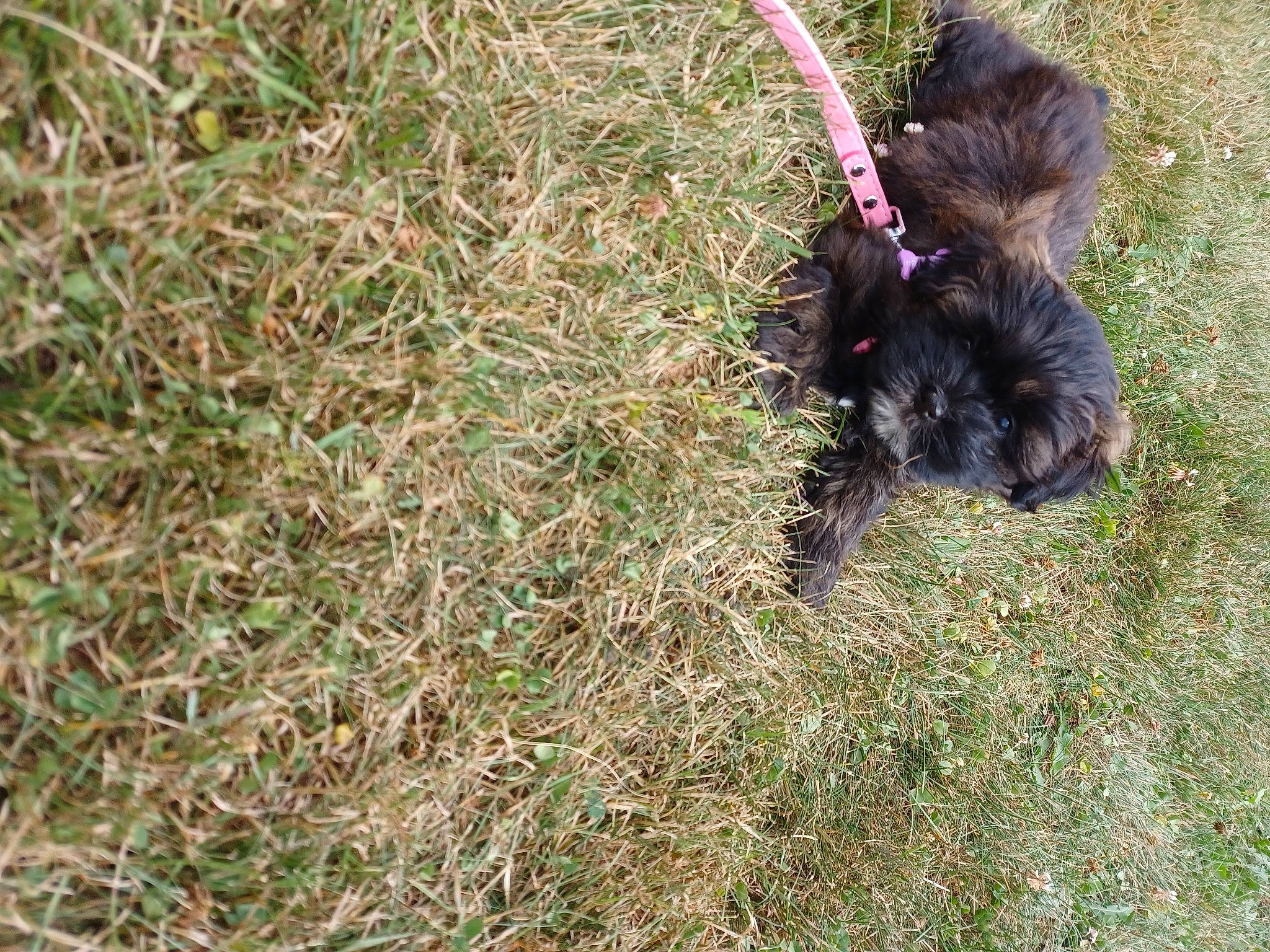 Coco joined the competition — help win amazing prizes! canidae, carnivore, companion_dog, dog, dog_breed, fur, grass, groundcover, liver, non_sporting_group, soil, sporting_group, tail, terrestrial_animal, terrier, toy_dog, water_dog, working_animal