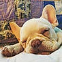 animal, blanket, close_up, cozy, cute, dog, ears, face, french_bulldog, fur, indoors, paw, pet, puppy, quilting, relaxed, resting, sleeping, snout, soft