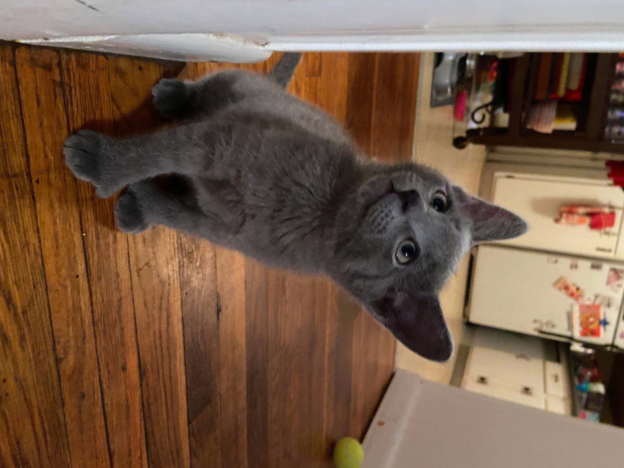 Ashe joined the competition — help win amazing prizes! british_shorthair, carnivore, cat, chartreux, felidae, korat, mammal, nebelung, russian_blue, small_to_medium_sized_cats, vertebrate