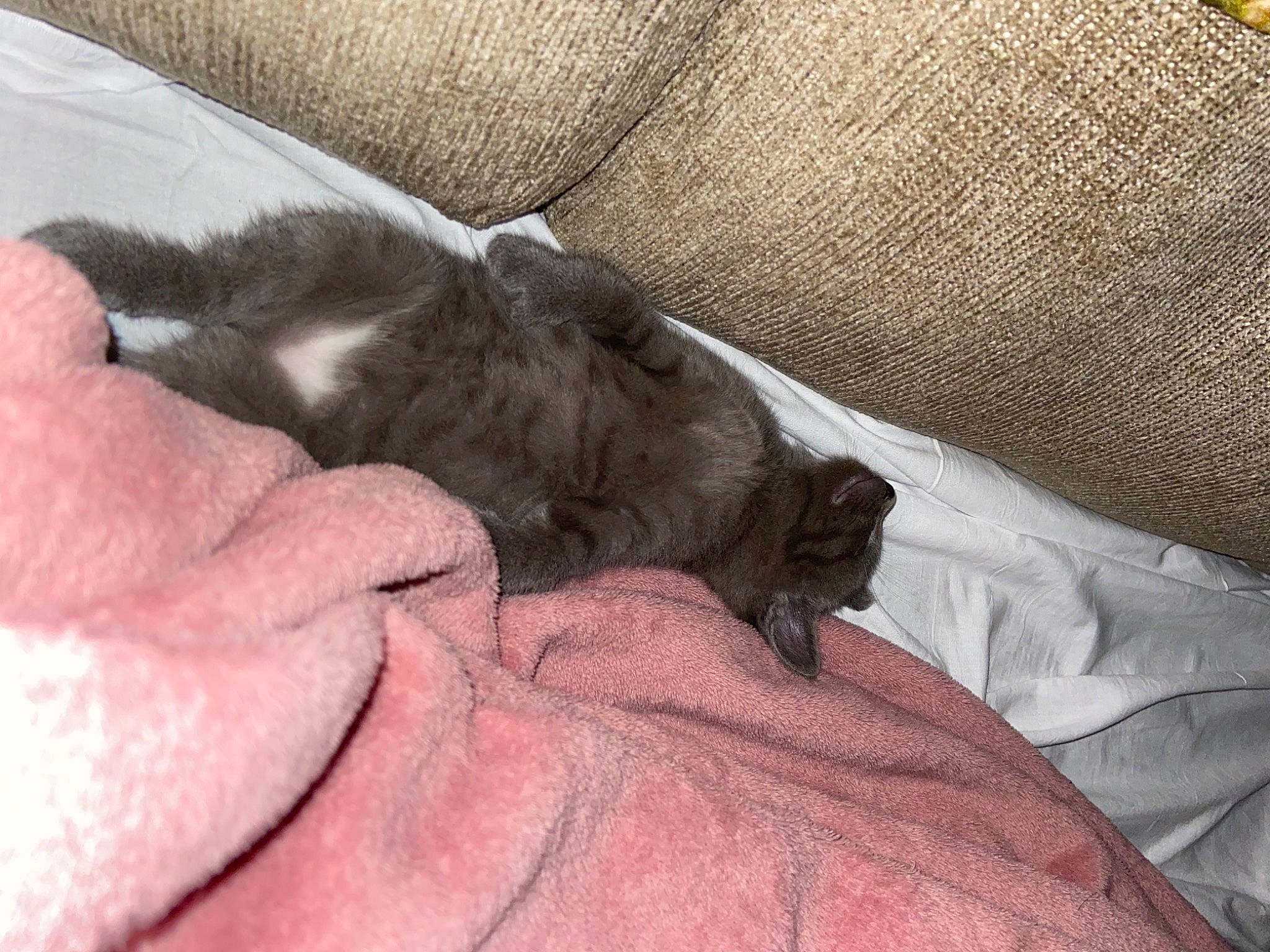 Ashe is registered to the contest to win money with this photo: british_shorthair, canidae, carnivore, cat, chartreux, comfort, fawn, felidae, hand, kitten, korat, mammal, nap, nebelung, norwegian_forest_cat, puppy, russian_blue, sleep, small_to_medium_sized_cats, sporting_group