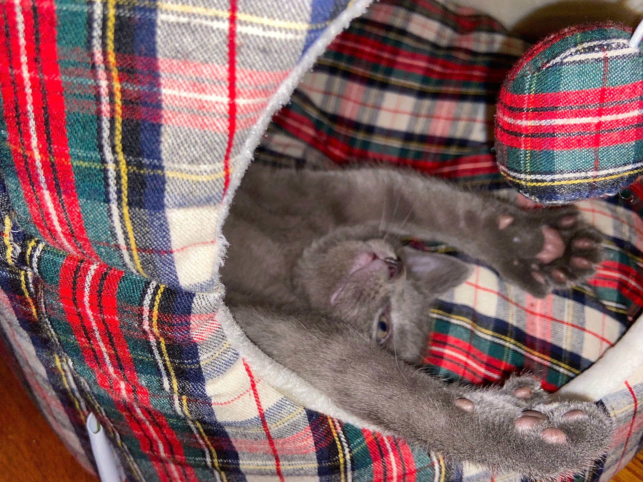Ashe joined the competition — help win amazing prizes! british_shorthair, carnivore, cat, chartreux, design, fawn, felidae, fur, kitten, pattern, plaid, russian_blue, small_to_medium_sized_cats, tartan, textile, whiskers
