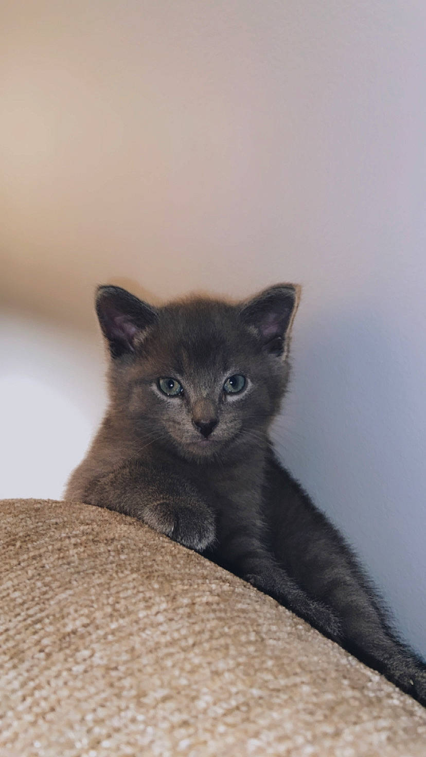 Ashe joined the competition — help win amazing prizes! asian, british_shorthair, burmese, carnivore, cat, chartreux, domestic_short_haired_cat, felidae, kitten, korat, mammal, nebelung, russian_blue, small_to_medium_sized_cats, vertebrate, whiskers