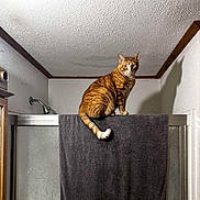 Ernie is registered to the contest to win money with this photo: animal, bathroom, cat, ceiling, curious, domestic_cat, ears, feline, fur, indoor, orange_tabby, perched, pet, shadow, shower, shower_door, tail, towel, wall, whiskers
