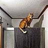 animal, bathroom, cat, ceiling, curious, domestic_cat, ears, feline, fur, indoor, orange_tabby, perched, pet, shadow, shower, shower_door, tail, towel, wall, whiskers