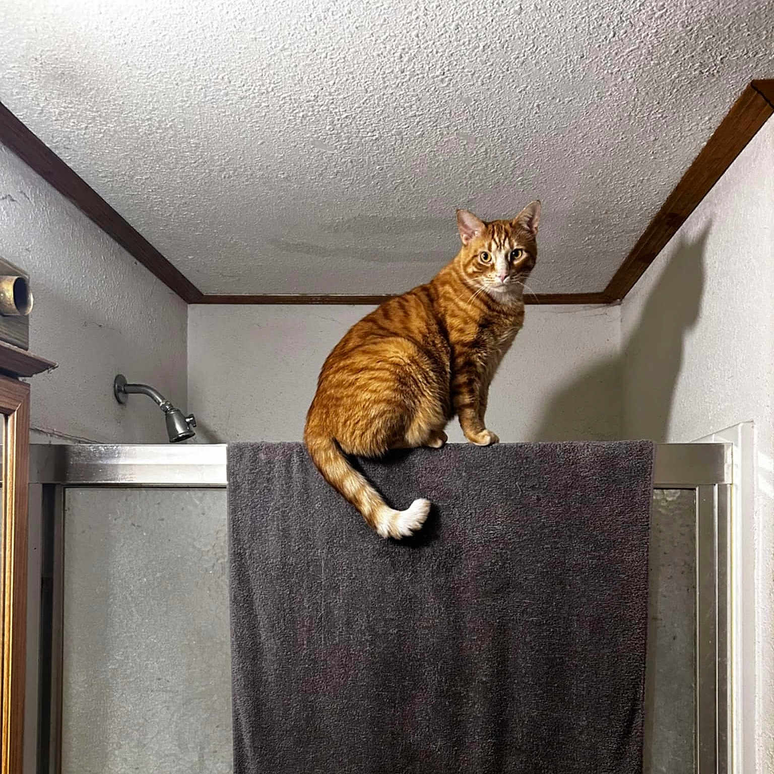 Ernie