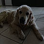 Jamm a rejoint le concours — aidez-le/la à gagner de superbes lots ! dog, golden_retriever, indoor, floor, tile, pet, canine, animal, laying_down, fur, mammal, looking, calm, home, kitchen, cabinet, paws, quiet, resting, companion