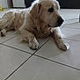 Jamm a rejoint le concours — aidez-le/la à gagner de superbes lots ! dog, golden_retriever, pet, indoor, floor, tile, animal, canine, laying_down, fur, mammal, domestic_animal, companion, resting, calm, side_view, household, quiet, cute, portrait
