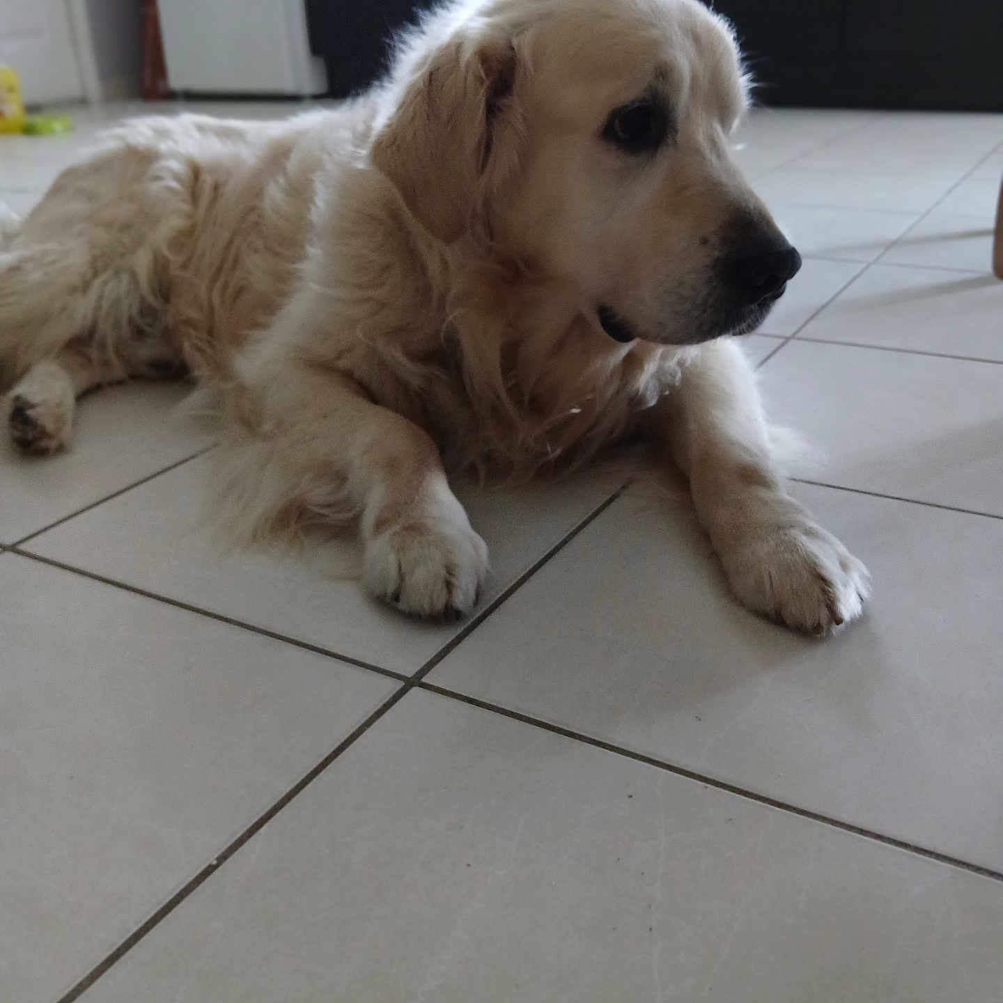 Jamm a rejoint le concours — aidez-le/la à gagner de superbes lots ! animal, calm, canine, companion, cute, dog, domestic_animal, floor, fur, golden_retriever, household, indoor, laying_down, mammal, pet, portrait, quiet, resting, side_view, tile