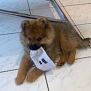 Bali participe au concours pour gagner de l'argent avec cette photo : animal, brown, chair, cute, dog, domestic, floor, fur, indoor, lying, metal, mouth, pet, playful, puppy, small, sock, tile, white, young