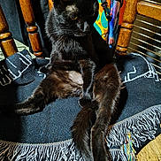 Shelly joined the competition — help win amazing prizes! animal, black_cat, blanket, cat, chair, colorful_background, cozy, ears, feline, fringe, fur, home, indoor, paws, pet, relaxed, sitting, tail, whiskers, wooden_chair