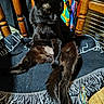 animal, black_cat, blanket, cat, chair, colorful_background, cozy, ears, feline, fringe, fur, home, indoor, paws, pet, relaxed, sitting, tail, whiskers, wooden_chair
