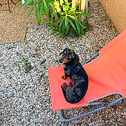 Twix participe au concours pour gagner de l'argent avec cette photo : dog, dachshund, blue_eyes, outdoor, chair, orange_chair, gravel, plants, greenery, pet, animal, small_dog, leash, harness, sunlight, curious, looking_up, backyard, relaxing, daylight