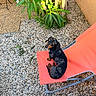 dog, dachshund, blue_eyes, outdoor, chair, orange_chair, gravel, plants, greenery, pet, animal, small_dog, leash, harness, sunlight, curious, looking_up, backyard, relaxing, daylight