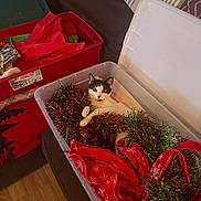 Cali is registered to the contest to win money with this photo: cat, black_and_white_cat, christmas_decorations, tinsel, red_ribbon, plastic_bin, couch, wrapping_paper, holiday, indoor, pet, feline, cozy, wood_floor, festive, relaxed, looking_at_camera, storage_bin, household, holiday_season