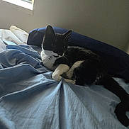 Rayven is registered to the contest to win money with this photo: cat, black_and_white_cat, bed, blue_bedspread, pillow, window, indoor, pet, feline, resting, fur, whiskers, collar, domestic_animal, cozy, relaxation, light, shadow, home, comfort