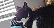 Rayven joined the competition — help win amazing prizes! black_and_white_cat, blinds, cat, companion, couch, cozy, curly_hair, domestic_animal, feline, fur, home, indoor, lap, natural_light, person, pet, relaxing, resting, whiskers, window