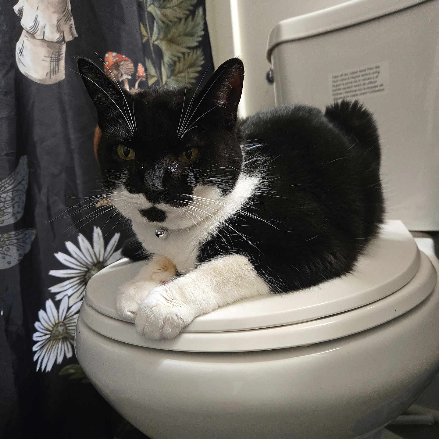 Rayven is registered to the contest to win money with this photo: cat, black_and_white, toilet, bathroom, shower_curtain, floral_pattern, mushrooms, pet, indoor, feline, resting, white_paws, curious, domestic_animal, collar, closeup, animal_portrait, bathroom_fixtures, toilet_seat, relaxed