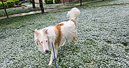 Darwin is registered to the contest to win money with this photo: animal, building, canine, curious, daytime, dog, fluffy, grass, greenery, leash, nature, outdoor, pet, residential_area, sidewalk, snow, snowflakes, tree, walking, winter