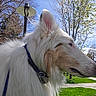 Darwin joined the competition — help win amazing prizes! animal, blue_sky, canine, collar, daylight, dog, ears, fluffy, grass, leash, muzzle, nature, outdoor, park, pet, profile, side_view, sunny, trees, white_dog