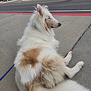 Darwin joined the competition — help win amazing prizes! animal, canine, daytime, dog, ears, fluffy, fur, leash, looking_away, outdoor, parked_cars, pavement, pet, quiet, resting, sidewalk, street, tan, urban, white