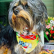 Rocky is registered to the contest to win money with this photo: dog, bandana, fluffy, portrait, outdoor, pet, animal, colorful, fur, cute, decor, flowers, porch, rug, closeup, standing, looking_away, beard, long_hair, cute_pet