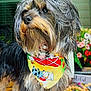 dog, bandana, fluffy, portrait, outdoor, pet, animal, colorful, fur, cute, decor, flowers, porch, rug, closeup, standing, looking_away, beard, long_hair, cute_pet
