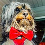 Rocky joined the competition — help win amazing prizes! dog, pet, bow_tie, red, fur, portrait, indoor, decorations, autumn, close_up, cute, fluffy, animal, canine, leisure, domestic_animal, mammal, face, looking_away, well_groomed