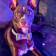 Lucky joined the competition — help win amazing prizes! dog, bow_tie, american_flag, patriotic, pet, indoor, couch, purple_light, blue_light, alert, ears, fur, animal, looking, portrait, lounge, canine, domestic_animal, closeup, face