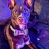 dog, bow_tie, american_flag, patriotic, pet, indoor, couch, purple_light, blue_light, alert, ears, fur, animal, looking, portrait, lounge, canine, domestic_animal, closeup, face