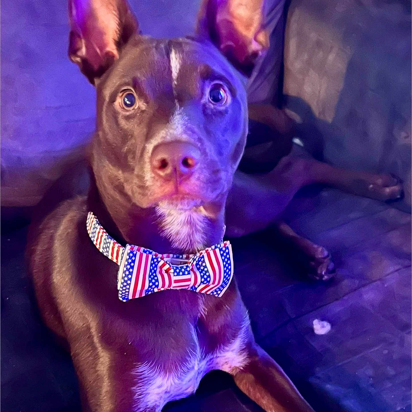 Lucky joined the competition — help win amazing prizes! dog, bow_tie, american_flag, patriotic, pet, indoor, couch, purple_light, blue_light, alert, ears, fur, animal, looking, portrait, lounge, canine, domestic_animal, closeup, face