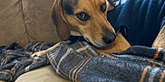 Loki is registered to the contest to win money with this photo: dog, couch, blanket, plaid, sweater, indoor, pet, resting, cozy, brown, beige, fabric, comfort, animal, canine, fur, relaxed, portrait, home, furniture