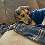 dog, couch, blanket, plaid, sweater, indoor, pet, resting, cozy, brown, beige, fabric, comfort, animal, canine, fur, relaxed, portrait, home, furniture