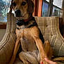 dog, paw, hand, armchair, plaid, indoor, window, furniture, pet, animal, brown, black, tan, sitting, relaxed, human_interaction, cozy, home, nature_outside, friendship