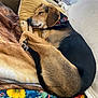 dog, sleeping, couch, pillow, blanket, indoor, pet, relaxation, fur, brown, black, cozy, rest, animal, home, comfort, nap, canine, domestic, furniture