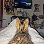 kitten, tabby_cat, blanket, bedroom, poster, anime, television, doll_head, mirror, framed_picture, cheetah, glasses, clutter, shelf, furniture, indoor, pets, cat, soft_texture, relaxing