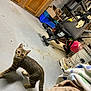 cat, tabby_cat, basement, concrete_floor, exercise_equipment, weight_bench, heater, basketball, cardboard_box, blanket, indoor, pet, curious, animal, feline, clutter, floor, looking_up, domestic, household