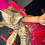 kitten, tabby, sleeping, person, arm, blanket, red, pink, fur, indoor, cozy, resting, striped, clothing, hand, comfort, nap, couch, furniture, bedroom