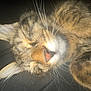 Brady joined the competition — help win amazing prizes! cat, tabby, sleeping, close_up, whiskers, fur, ears, paw, relaxed, pet, animal, cute, domestic_cat, mammal, feline, resting, indoor, soft_light, peaceful, adorable