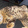 Brady is registered to the contest to win money with this photo: cat, tabby, sleeping, relaxed, fur, whiskers, paw, bed, indoor, pet, animal, cute, striped, cozy, resting, feline, closeup, soft, domestic, mammal