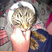 Brady joined the competition — help win amazing prizes! cat, tabby, blanket, hand, cozy, pet, fur, paws, comfort, snug, indoor, resting, cute, animal, soft, warm, sleepy, domestic, feline, affection