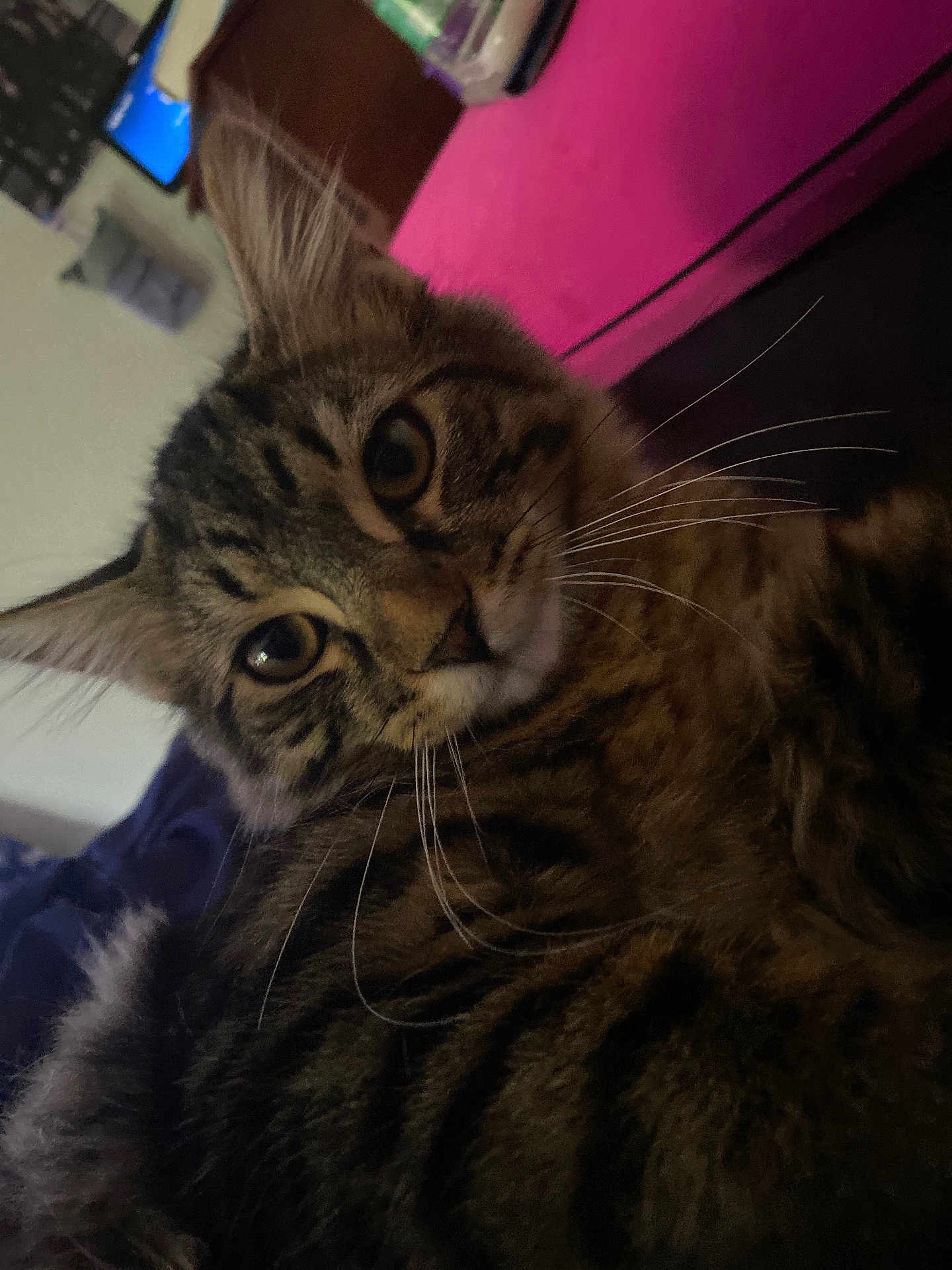 Brady joined the competition — help win amazing prizes! cat, tabby_cat, close_up, whiskers, fur, indoor, pet, animal, curious, face, portrait, striped, feline, relaxed, pink_background, dark_surface, wide_eyes, cute, domestic_cat, mammal