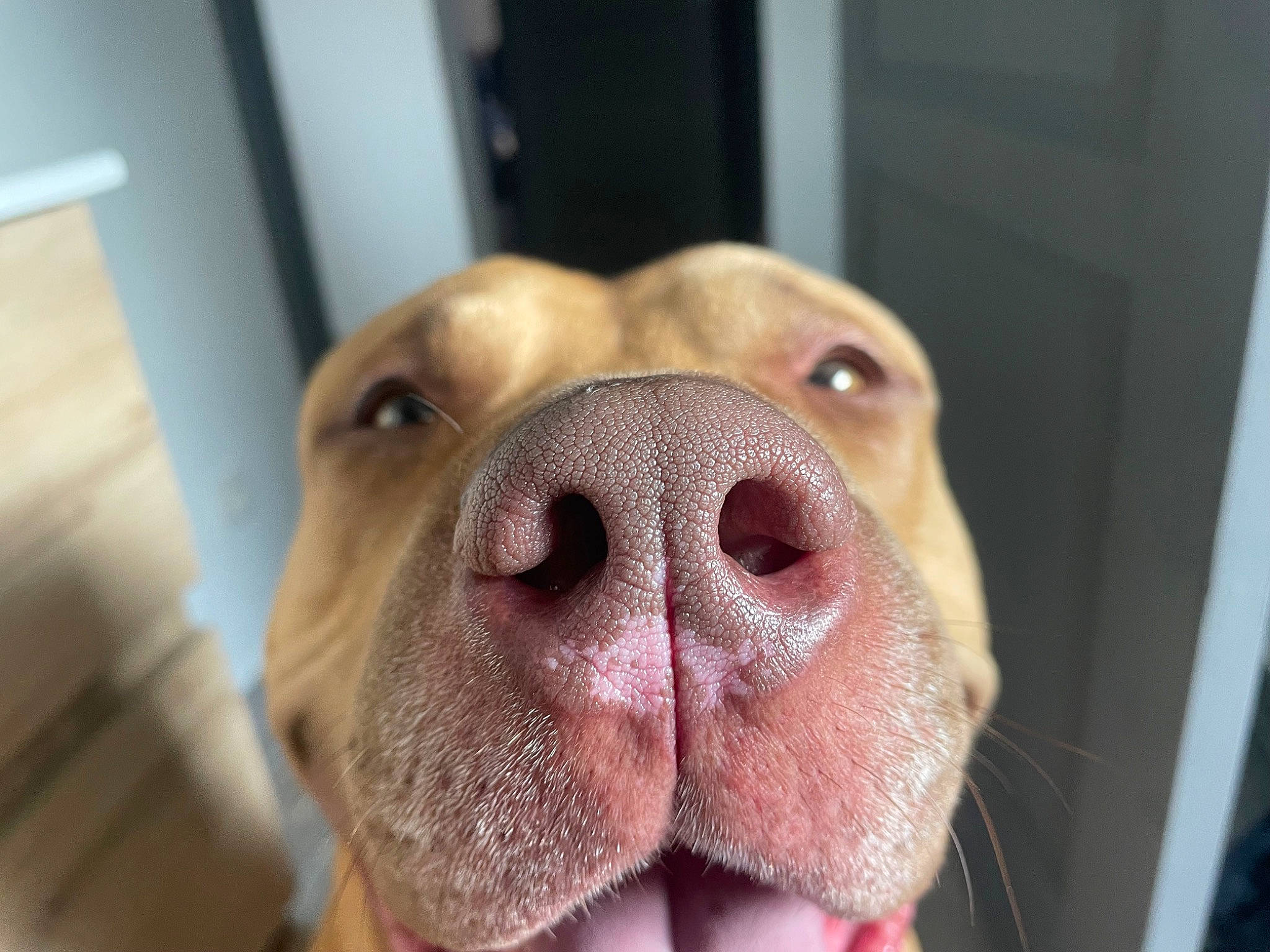 Blade a rejoint le concours — aidez-le/la à gagner de superbes lots ! animal_shelter, carnivore, close_up, collar, companion_dog, dog, dog_breed, dog_supply, fawn, fur, guard_dog, liver, non_sporting_group, pet_supply, snout, sporting_group, terrestrial_animal, whiskers, working_animal, wrinkle