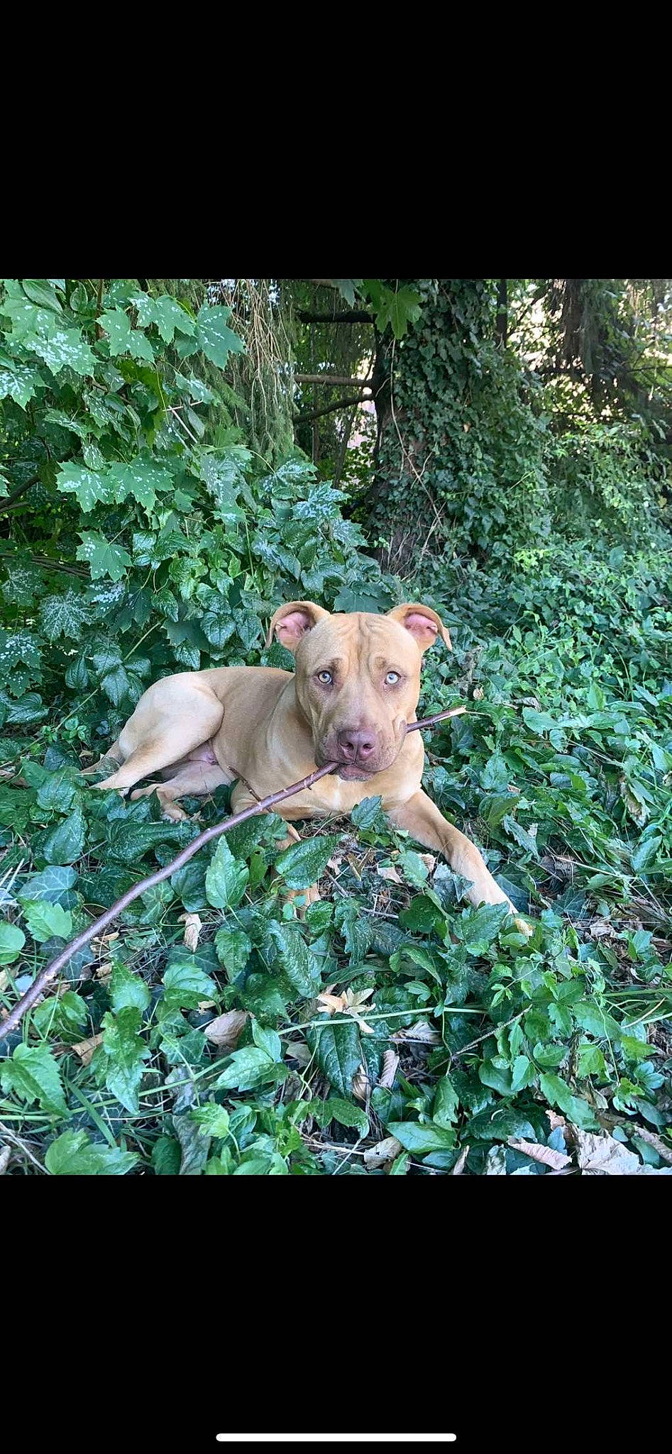 Blade participe au concours pour gagner de l'argent avec cette photo : carnivore, companion_dog, dog, dog_breed, fawn, forest, grass, groundcover, jungle, natural_environment, plant, plant_community, snout, sporting_group, terrestrial_animal, terrestrial_plant, tree, wood, woodland, working_animal