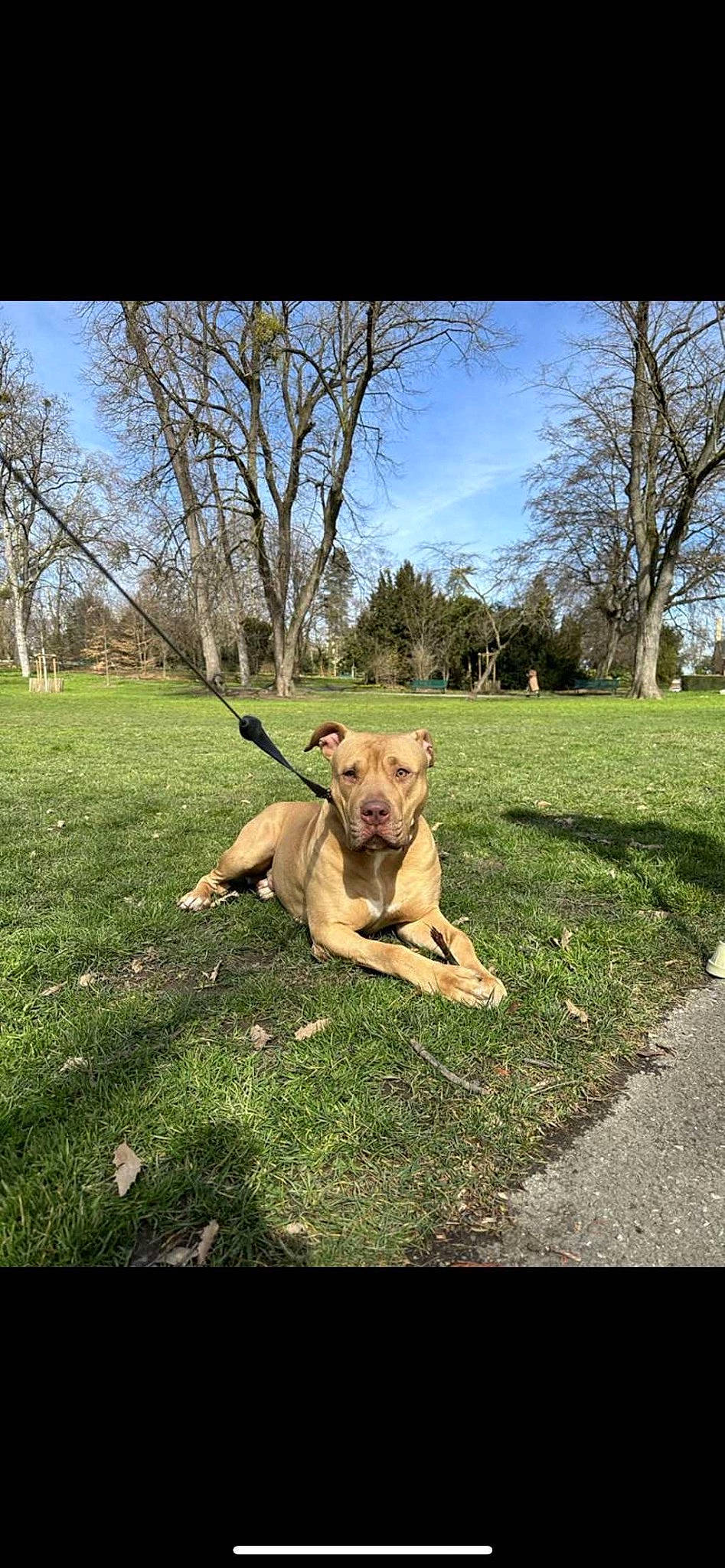 Blade participe au concours pour gagner de l'argent avec cette photo : canidae, carnivore, cloud, companion_dog, dog, dog_breed, fawn, grass, grassland, landscape, meadow, pasture, plant, sky, tail, terrestrial_animal, tints_and_shades, tree, wood, working_animal