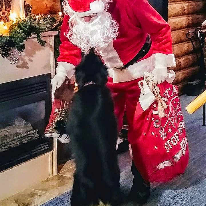 Mya joined the competition — help win amazing prizes! adult, animal, bride, canine, christmas, christmasdecorations, christmastree, dog, female, festival, person, pet, santaclaus, wedding, woman