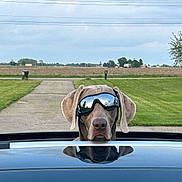 Huntley is registered to the contest to win money with this photo: asphalt, automotive_design, automotive_exterior, automotive_mirror, automotive_tire, car, cloud, grass, hood, mode_of_transport, motor_vehicle, personal_luxury_car, plant, rear_view_mirror, sky, sunglasses, tree, vehicle, vehicle_door, windscreen_wiper