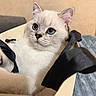 Aissik participe au concours pour gagner de l'argent avec cette photo : kitten, cat, blue_eyes, white_fur, fluffy, cute, animal, pet, portrait, close_up, indoor, shopping_bag, bag, black_straps, sitting, curious, adorable, soft_lighting, cream_background, blanket