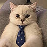 Aissik participe au concours pour gagner de l'argent avec cette photo : cat, kitten, cream_fur, fluffy, blue_tie, paw_prints, pet, animal, portrait, close_up, front_facing, large_eyes, whiskers, ears, sitting, chair, indoor, home, cute, funny